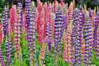 USA, Oregon. Garden in full bloom with Allium and Russell lupine. Art Print